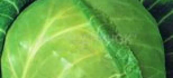 Капуста Слава 1305 — отзывы и правила выращивания