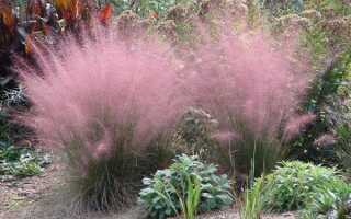 Какие бывают травы и нужно ли их сажать