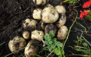 Состав, способы и нормы внесения удобрения Кемира картофельная