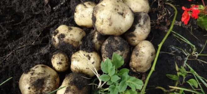 Состав, способы и нормы внесения удобрения Кемира картофельная