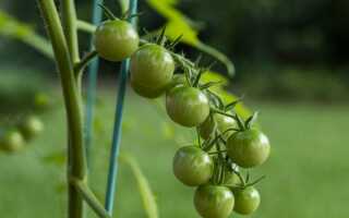Зеленые черри — бесполезная экзотика или вкуснейшие томаты?