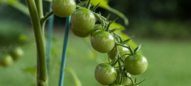 Зеленые черри — бесполезная экзотика или вкуснейшие томаты?