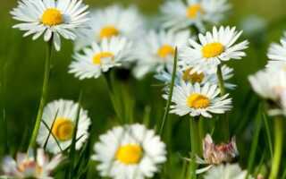 Персидская ромашка Робинзон — секреты выращивания