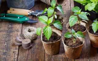 Лунный календарь садовода и огородника на март 2020