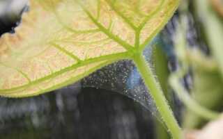 Защита рассады от паутинного клеща