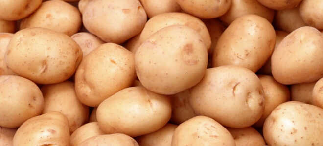 Как правильно вырастить картофель — основные нюансы