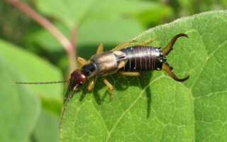 Двухвостка — насекомое и вред от него