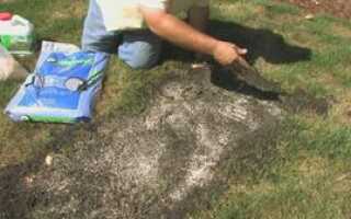 Некоторые особенности по посеву и уходу за травой, которая вытесняет сорняки с газона