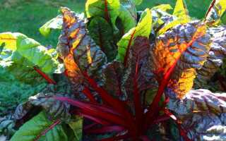 Мангольд — неприхотливый, полезный и урожайный