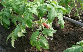 Правила выращивания рассады томата от специалиста компании Гавриш