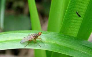 Если завелась мошка в комнатных цветах что делать и как бороться с насекомым?