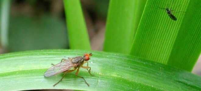 Если завелась мошка в комнатных цветах что делать и как бороться с насекомым?