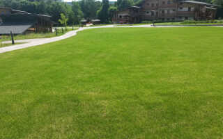 Газонная трава — как выбрать и правильно посадить