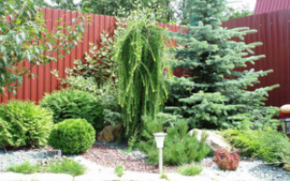 Создание ландшафтных композиций из хвойных и декоративных кустарников