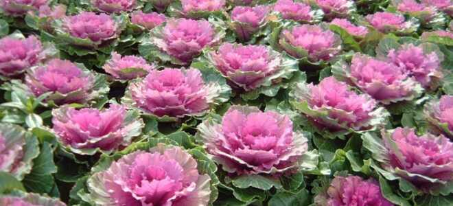 Капуста декоративная – сорта и гибриды для эффектных цветников