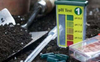 Доломитовая мука: что это такое, правила использования и сочетания