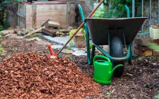 Чем и как мульчировать растения осенью?