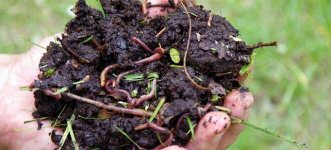 Дождевые черви — зачем нужны и как их развести для производства удобрения?