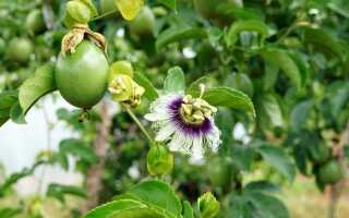Пассифлора инкарнатная — от семян до урожая «маракуйи»
