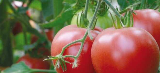 Томаты розовый спам — отзывы и характеристики