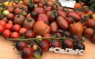 Шоколадные томаты от СеДеК