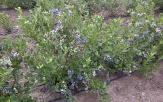 Как подкислить почву для голубики — самые эффективные средства