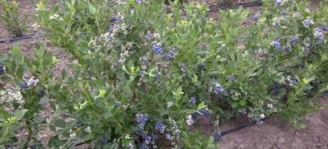 Как подкислить почву для голубики — самые эффективные средства