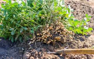 Как я выращиваю арахис с пользой для себя и других растений