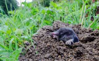 Как я боролась с кротом, пока с ним не подружилась
