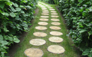 Дорожки из спилов: как устроена дорожка из деревянных спилов и процесс изготовления деревянной дорожки из спилов своими руками