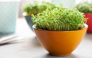 Микрозелень дома — простые правила выращивания