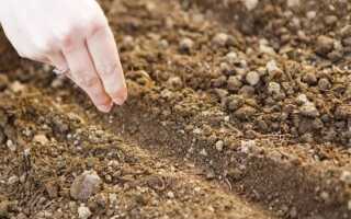 Для прорастания семян необходимы определенные факторы — какие?