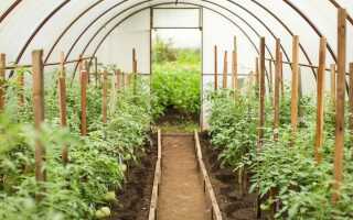 Почва в теплице: менять или улучшать? Советы по восстановлению плодородия