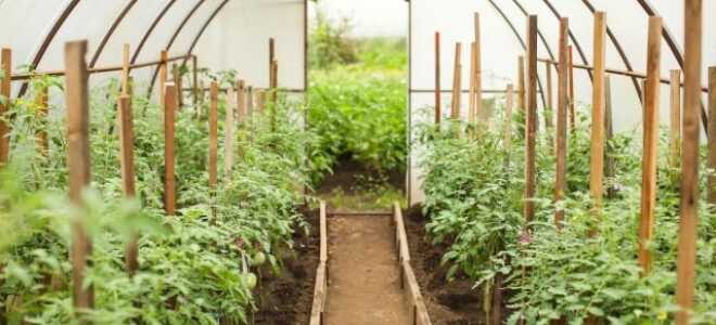 Почва в теплице: менять или улучшать? Советы по восстановлению плодородия