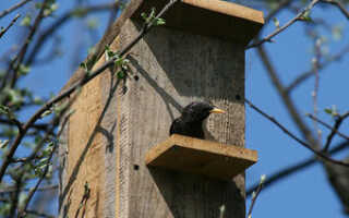 Как сделать скворечник своими руками: размеры и чертежи, этапы изготовления, видеоинструкция