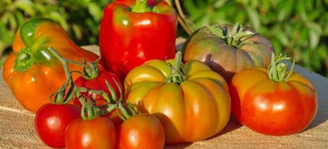 Лучшие сорта томатов и перцев для холодных регионов