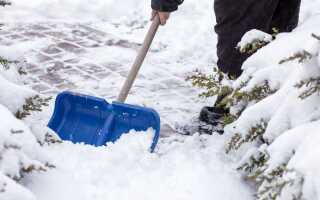 Что не забыть сделать в январе садоводу?