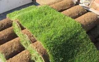 Рулонные газоны: преимущества и недостатки, существующие типы, стоимость, этапы укладки