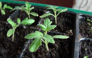 Секреты выращивания томатов от специалиста