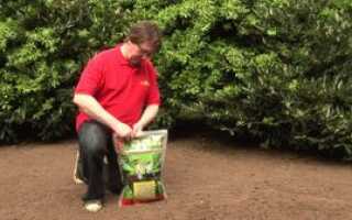 Как правильно выбрать газонную траву для дачи: виды растений для газона, их плюсы и минусы, правила выбора