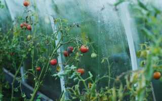 Недостаток микроэлементов у растений — как с этим бороться?