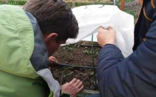 Брексил Кальций — регламент применения