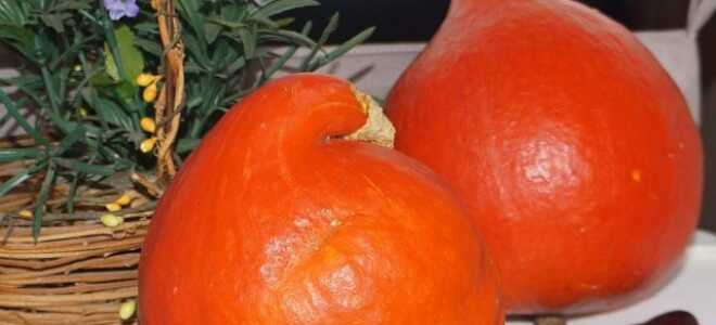 Потимарон, или тыквокаштан — чудо-овощ из Франции или обычная тыква?