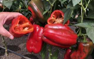 5 самых крупных и толстостенных перцев от компании «СеДеК»
