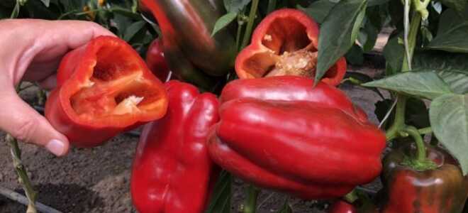5 самых крупных и толстостенных перцев от компании «СеДеК»