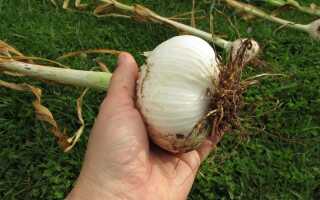 Рокамболь — как выращивать слоновый чеснок?