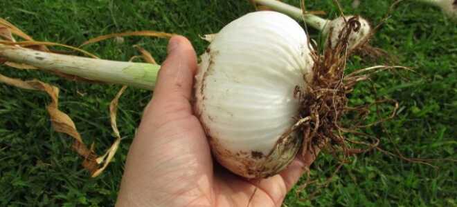 Рокамболь — как выращивать слоновый чеснок?