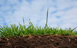 Кислотность почвы — это плохо или хорошо, способы проверки