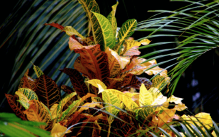 Как размножить кротон различными способами — основные рекомендации