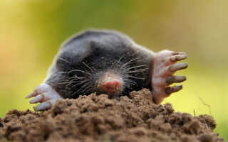 Вертушка от кротов на участке своими руками — эффективный метод борьбы